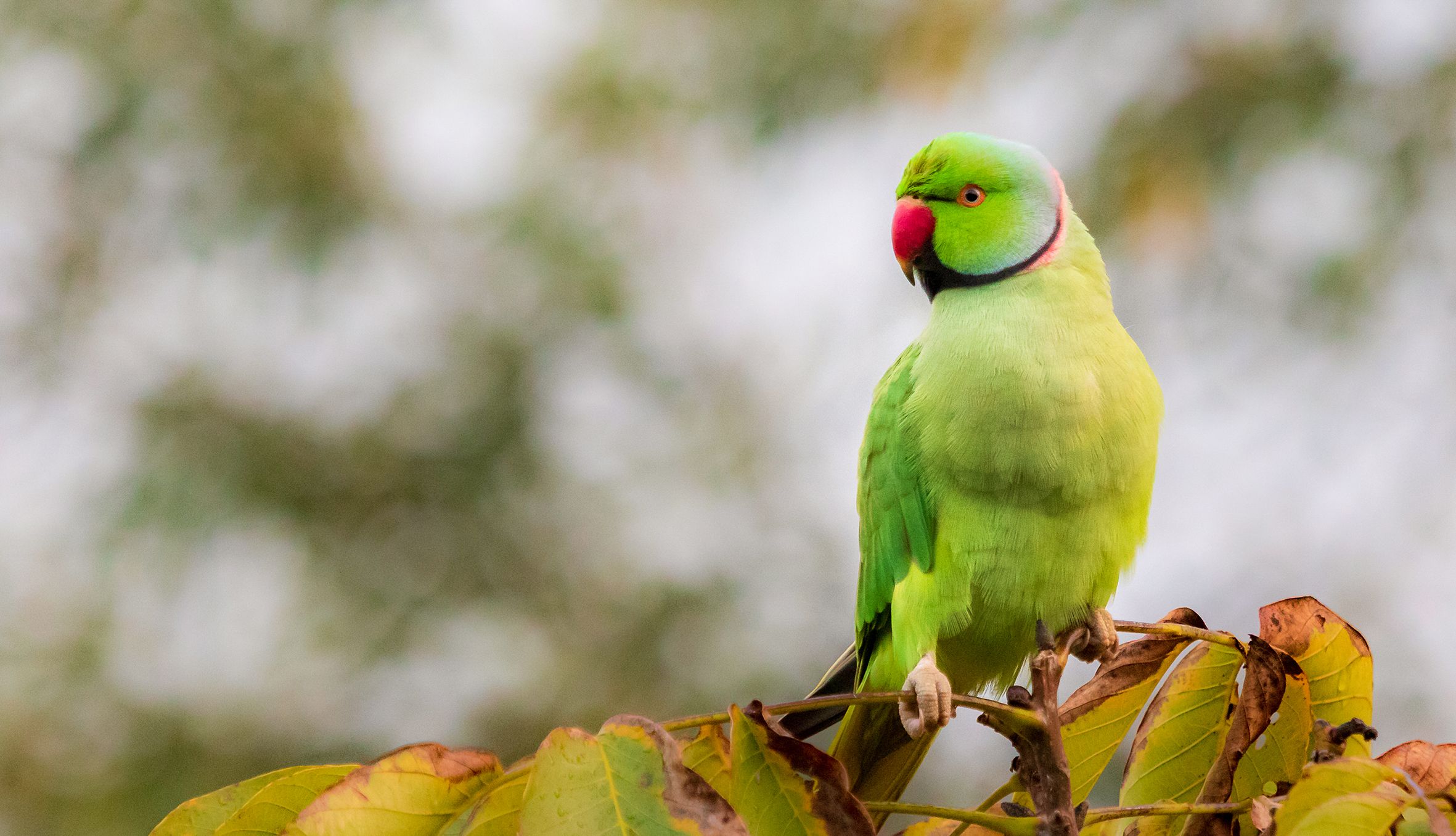 Haagse Vogels